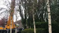 images/0000nieuws/2020/28-8-cuijk-boom-rooien/boom-verwijderen-cuijk-haps1-210x119-560