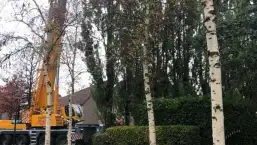 images/0000nieuws/2020/28-8-cuijk-boom-rooien/boom-verwijderen-cuijk-haps1-257x145-283