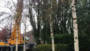 images/0000nieuws/2020/28-8-cuijk-boom-rooien/boom-verwijderen-cuijk-haps1-290x163-4b0