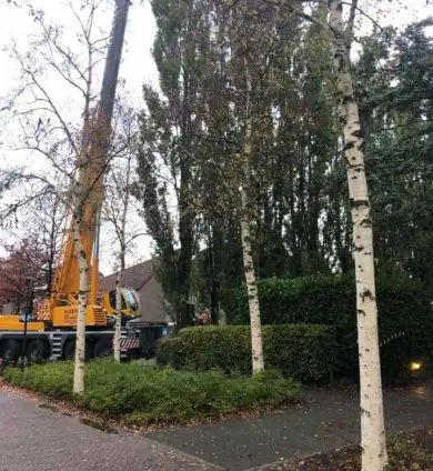 images/0000nieuws/2020/28-8-cuijk-boom-rooien/boom-verwijderen-cuijk-haps1-390x424-752