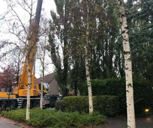 images/0000nieuws/2020/28-8-cuijk-boom-rooien/boom-verwijderen-cuijk-haps1-510x424-20c