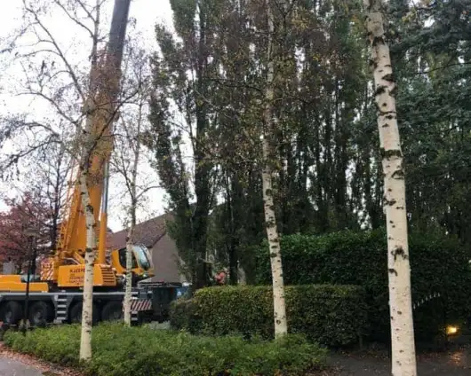 images/0000nieuws/2020/28-8-cuijk-boom-rooien/boom-verwijderen-cuijk-haps1-530x424-833