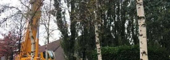 images/0000nieuws/2020/28-8-cuijk-boom-rooien/boom-verwijderen-cuijk-haps1-550x197-a7d