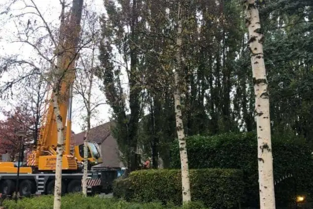 images/0000nieuws/2020/28-8-cuijk-boom-rooien/boom-verwijderen-cuijk-haps1-635x424-234