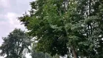 images/0000nieuws/2020/9-18-bomen-rooien-nieuwegein/nieuwegein-verwijderen-van-bomen-welke-hoveniers-bedrijf-kap-bomen-210x118-517