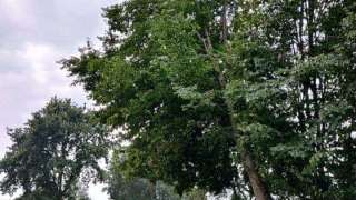 images/0000nieuws/2020/9-18-bomen-rooien-nieuwegein/nieuwegein-verwijderen-van-bomen-welke-hoveniers-bedrijf-kap-bomen-320x180-503