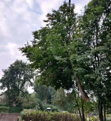 images/0000nieuws/2020/9-18-bomen-rooien-nieuwegein/nieuwegein-verwijderen-van-bomen-welke-hoveniers-bedrijf-kap-bomen-390x424-530