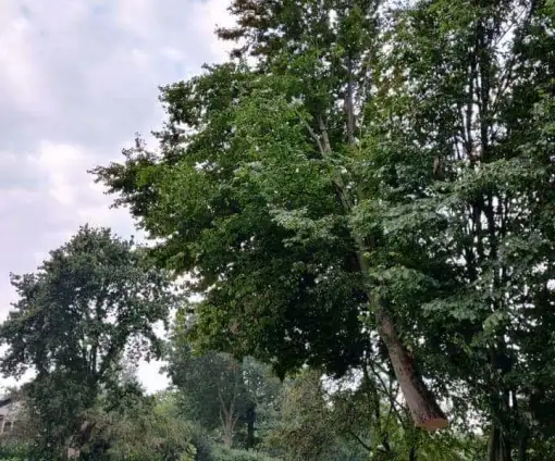 images/0000nieuws/2020/9-18-bomen-rooien-nieuwegein/nieuwegein-verwijderen-van-bomen-welke-hoveniers-bedrijf-kap-bomen-510x424-069