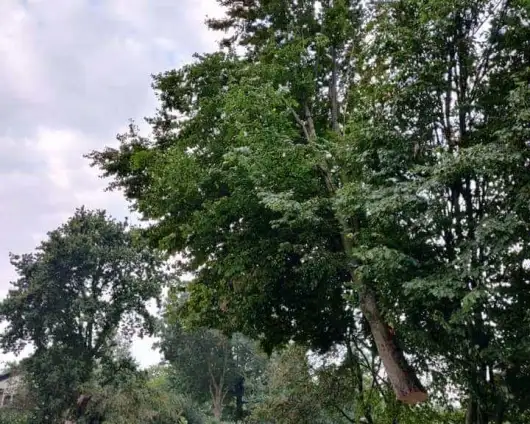 images/0000nieuws/2020/9-18-bomen-rooien-nieuwegein/nieuwegein-verwijderen-van-bomen-welke-hoveniers-bedrijf-kap-bomen-530x424-9d1