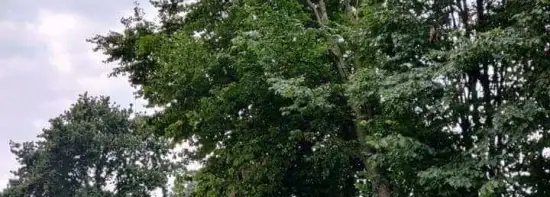 images/0000nieuws/2020/9-18-bomen-rooien-nieuwegein/nieuwegein-verwijderen-van-bomen-welke-hoveniers-bedrijf-kap-bomen-550x197-4be