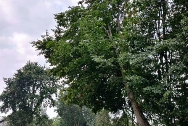 images/0000nieuws/2020/9-18-bomen-rooien-nieuwegein/nieuwegein-verwijderen-van-bomen-welke-hoveniers-bedrijf-kap-bomen-635x424-c1b