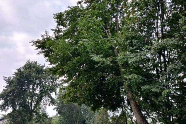 bomen rooien niewegein