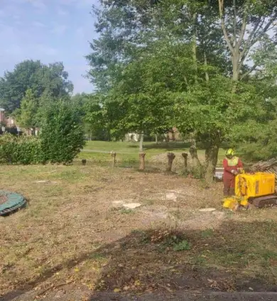 images/0000nieuws/2020/9-18-bomen-rooien-nieuwegein/nieuwegein-verwijderen-van-bomen-welke-hoveniers-bedrijf-kap-bomen-utrecht-390x424-752
