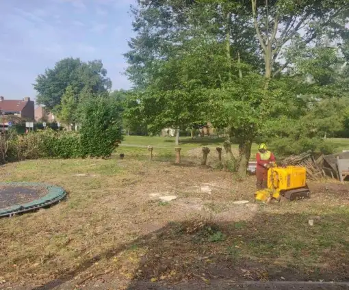 images/0000nieuws/2020/9-18-bomen-rooien-nieuwegein/nieuwegein-verwijderen-van-bomen-welke-hoveniers-bedrijf-kap-bomen-utrecht-510x424-20c
