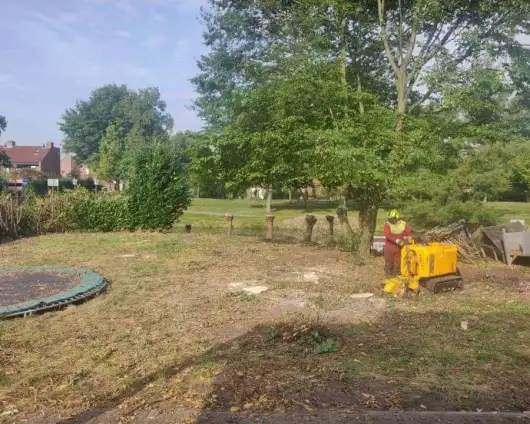 images/0000nieuws/2020/9-18-bomen-rooien-nieuwegein/nieuwegein-verwijderen-van-bomen-welke-hoveniers-bedrijf-kap-bomen-utrecht-530x424-833