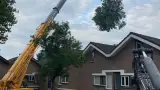 images/0000nieuws/2020/9-18-bomen-rooien-nieuwegein/nieuwegein-verwijderen-van-bomen-welke-hoveniers-bedrijf-kap-bomen-utrecht1-160x90-e8c
