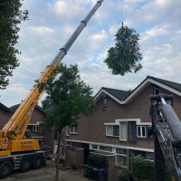images/0000nieuws/2020/9-18-bomen-rooien-nieuwegein/nieuwegein-verwijderen-van-bomen-welke-hoveniers-bedrijf-kap-bomen-utrecht1-200x200-2be