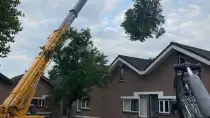 images/0000nieuws/2020/9-18-bomen-rooien-nieuwegein/nieuwegein-verwijderen-van-bomen-welke-hoveniers-bedrijf-kap-bomen-utrecht1-210x118-d3a