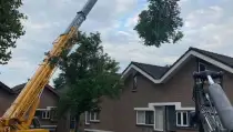 images/0000nieuws/2020/9-18-bomen-rooien-nieuwegein/nieuwegein-verwijderen-van-bomen-welke-hoveniers-bedrijf-kap-bomen-utrecht1-210x119-560