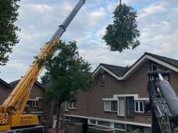 bomen rooien niewegein