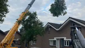 images/0000nieuws/2020/9-18-bomen-rooien-nieuwegein/nieuwegein-verwijderen-van-bomen-welke-hoveniers-bedrijf-kap-bomen-utrecht1-290x163-4b0