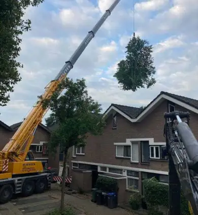 images/0000nieuws/2020/9-18-bomen-rooien-nieuwegein/nieuwegein-verwijderen-van-bomen-welke-hoveniers-bedrijf-kap-bomen-utrecht1-390x424-752