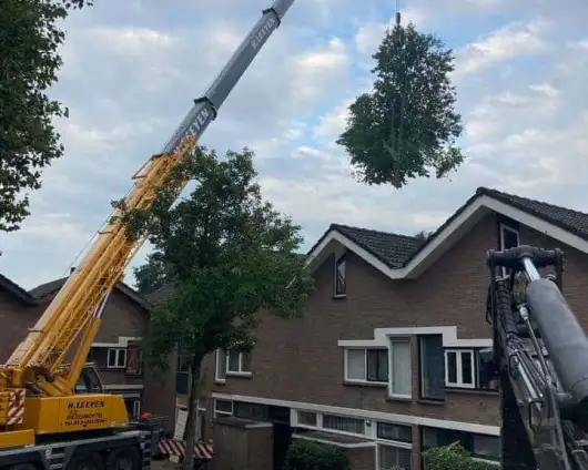 images/0000nieuws/2020/9-18-bomen-rooien-nieuwegein/nieuwegein-verwijderen-van-bomen-welke-hoveniers-bedrijf-kap-bomen-utrecht1-530x424-833