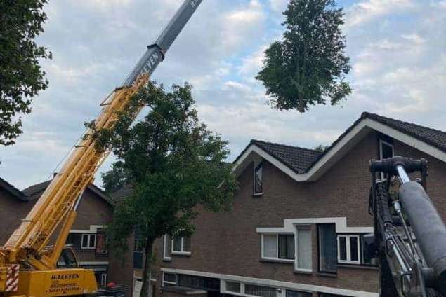 bomen rooien niewegein