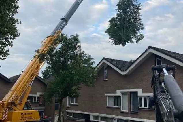 images/0000nieuws/2020/9-18-bomen-rooien-nieuwegein/nieuwegein-verwijderen-van-bomen-welke-hoveniers-bedrijf-kap-bomen-utrecht1-635x424-234