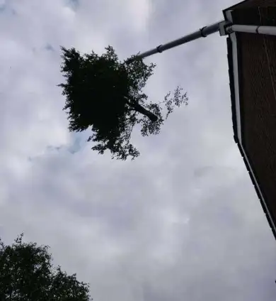 images/0000nieuws/2020/9-18-bomen-rooien-nieuwegein/nieuwegein-verwijderen-van-bomen-welke-hoveniers-bedrijf-kap-bomen1-390x424-530