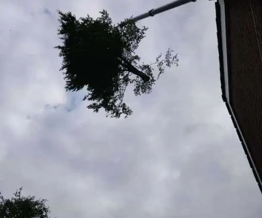 images/0000nieuws/2020/9-18-bomen-rooien-nieuwegein/nieuwegein-verwijderen-van-bomen-welke-hoveniers-bedrijf-kap-bomen1-510x424-069