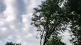 images/0000nieuws/2020/9-18-bomen-rooien-nieuwegein/nieuwegein-verwijderen-van-bomen-welke-hoveniers-bedrijf-kap-bomen2-160x90-13f