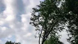 images/0000nieuws/2020/9-18-bomen-rooien-nieuwegein/nieuwegein-verwijderen-van-bomen-welke-hoveniers-bedrijf-kap-bomen2-257x145-d03