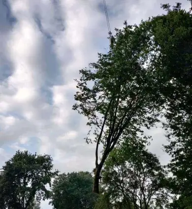 images/0000nieuws/2020/9-18-bomen-rooien-nieuwegein/nieuwegein-verwijderen-van-bomen-welke-hoveniers-bedrijf-kap-bomen2-390x424-530