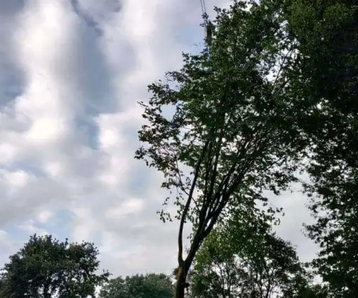 images/0000nieuws/2020/9-18-bomen-rooien-nieuwegein/nieuwegein-verwijderen-van-bomen-welke-hoveniers-bedrijf-kap-bomen2-510x424-069