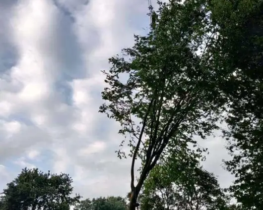 images/0000nieuws/2020/9-18-bomen-rooien-nieuwegein/nieuwegein-verwijderen-van-bomen-welke-hoveniers-bedrijf-kap-bomen2-530x424-9d1