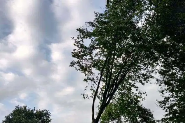 images/0000nieuws/2020/9-18-bomen-rooien-nieuwegein/nieuwegein-verwijderen-van-bomen-welke-hoveniers-bedrijf-kap-bomen2-635x424-c1b