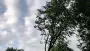 images/0000nieuws/2020/9-18-bomen-rooien-nieuwegein/nieuwegein-verwijderen-van-bomen-welke-hoveniers-bedrijf-kap-bomen2-90x51-921