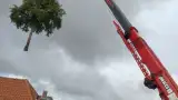 images/0000nieuws/2020/delft-boom-kap/boom-verwijderen-delft-160x90-69e