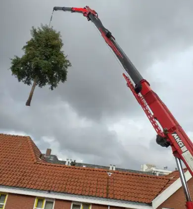 images/0000nieuws/2020/delft-boom-kap/boom-verwijderen-delft-390x424-134