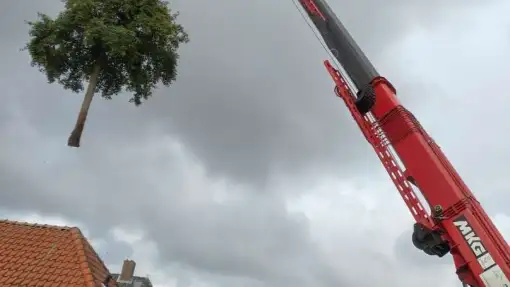 images/0000nieuws/2020/delft-boom-kap/boom-verwijderen-delft-510x287-9e6