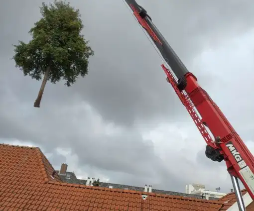 images/0000nieuws/2020/delft-boom-kap/boom-verwijderen-delft-510x424-917