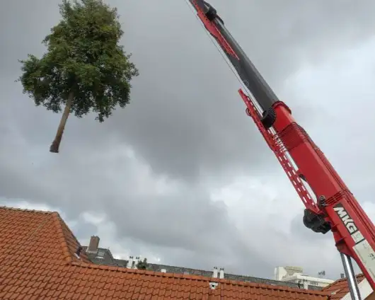 images/0000nieuws/2020/delft-boom-kap/boom-verwijderen-delft-530x424-87a
