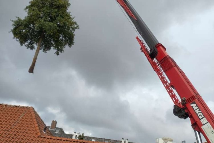 images/0000nieuws/2020/delft-boom-kap/boom-verwijderen-delft-750x500-022