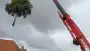 images/0000nieuws/2020/delft-boom-kap/boom-verwijderen-delft-90x51-78c
