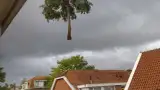images/0000nieuws/2020/delft-boom-kap/verwidjeren-bomen-in-delft-160x90-a71