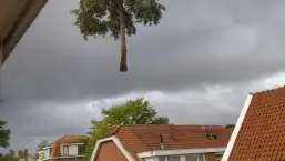 images/0000nieuws/2020/delft-boom-kap/verwidjeren-bomen-in-delft-257x145-c55