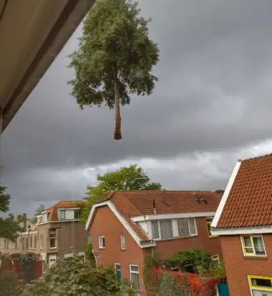images/0000nieuws/2020/delft-boom-kap/verwidjeren-bomen-in-delft-390x424-137