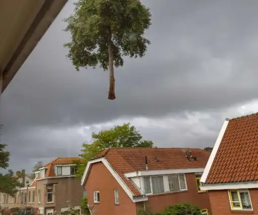 images/0000nieuws/2020/delft-boom-kap/verwidjeren-bomen-in-delft-510x424-950