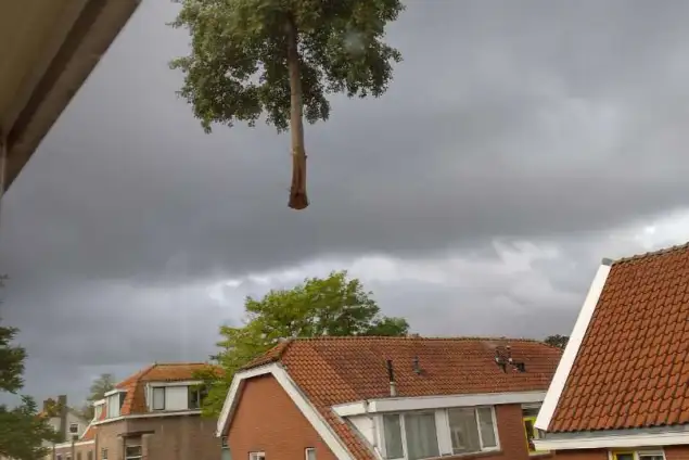 images/0000nieuws/2020/delft-boom-kap/verwidjeren-bomen-in-delft-635x424-e65